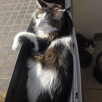 LUTZ + MR.JINGLES: gemeinsamer Neuanfang bei Maine Coon Fans, Kater zur Adoption