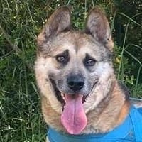 GINO - Pflegeplatz gesucht, Einzelplatz!, Hund zur Adoption