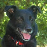 SAMMY DELUXE hofft auf dauerhaftes Heim, Hund zur Adoption