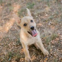 MILEY  Von der Welpengruppe ins eigene Körbchen, Hündin zur Adoption