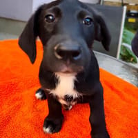 WANDA  Kleine Pfote sucht ihr Abenteuer, Hündin zur Adoption