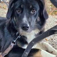 Feli sucht aktives und hundeerfahrenes Zuhause, Hündin zur Adoption