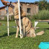 Lucky- Klarer Typ , sucht klare Menschen, Hündin zur Adoption