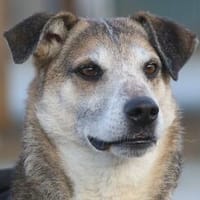 Rudi sucht Partner fürs Leben, Hund zur Adoption