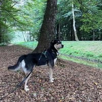 aktiver, fröhlicher Aarne sucht erfahrene Menschen, Hund zur Adoption