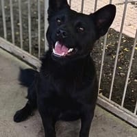 Nippa  liebenswerter Rüde, Hund zur Adoption