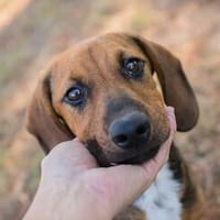 Super freundlicher Dackelmix Bub Hubert, Hund zur Adoption