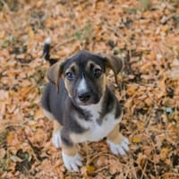 PRINCE  Dreifarbiger kleiner Charmeur auf der Suche, Hund zur Adoption