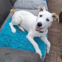 Lu wartet in 67098 Bad Dürkheim auf dich., Hündin zur Adoption