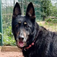 LUNA, besondere Hündin mit großem Herz, Hündin zur Adoption