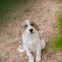 ELTON  Kleiner Welpenjunge mit besonderer Zeichnung, Hund zur Adoption