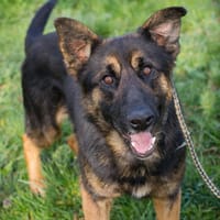 DINERO  Fröhlicher Sonnenschein sucht seine Familie, Hund zur Adoption