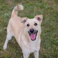 SKYR  Junger, freundlicher Rüde sucht seine Menschen, Hund zur Adoption