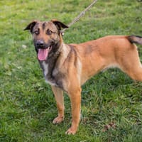 JASPER  Ein lieber Malinois-Mix, Hund zur Adoption