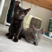 Heidi u. Happy suchen ein liebevolles Zuhause, Katze zur Adoption