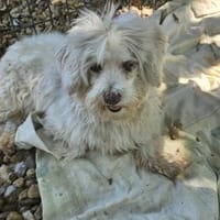 Gula- er wurde krank und wurde entsorgt, Hund zur Adoption