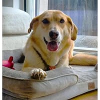 Gizmo - wartet in 12557 Berlin, Hund zur Adoption