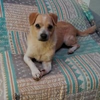 Pumba - einfach nur zum Knutschen, Hund zur Adoption