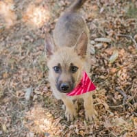 BLÜMCHEN  Eine kleine Pfote auf dem Weg ins große Glück, Hündin zur Adoption