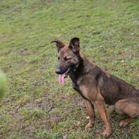 STELLA  Malinois-Mix-Hündin mit ganz viel Lebensfreude, Hündin zur Adoption