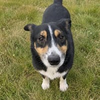 Kuschelkönig Merlin sucht Zuhause, Hund zur Adoption