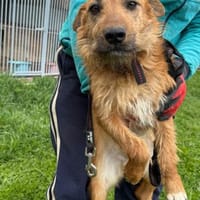 Yoko - kinderlieber Familienhund, Hund zur Adoption