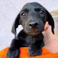 GLADYS  Kleine schwarze Schmusepfote sucht ihr Glück, Hündin zur Adoption