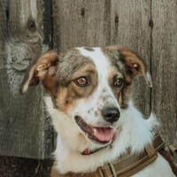 TIN - so elegant und zugewandt!, Hund zur Adoption