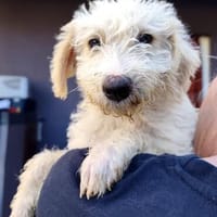 JANICE  Kleine Schneeflocke mit ganz eigenem Look, Hündin zur Adoption