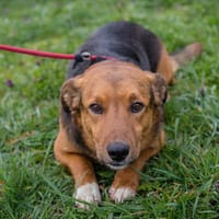 ARCO  Sanfter kleiner Rüde sucht einfühlsame Menschen, Hund zur Adoption