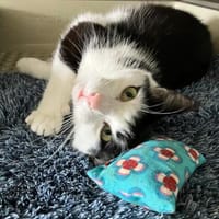 Shiva, Katze zur Adoption