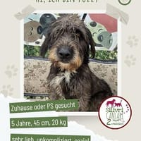 Fuzzy sucht sein Für-immer-Zuhause oder eine Pflegestelle, Hund zur Adoption