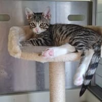 Alvin, Kater zur Adoption