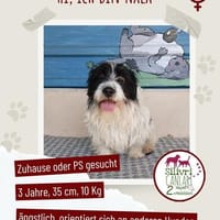 Nala sucht ihr Für-immer-Zuhause oder eine Pflegestelle, Hündin zur Adoption
