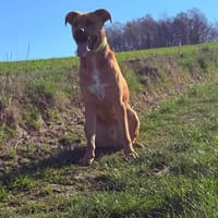 SAMMY - pfiffig und voller Energie, Hund zur Adoption