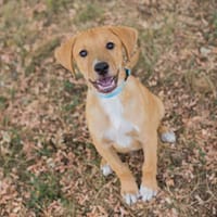 KEATING  Kleiner Welpenjunge sucht seine Menschen, Hund zur Adoption