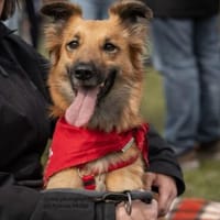 aktive & verschmuste DANI sucht einfühlsames Zuhause, Hündin zur Adoption