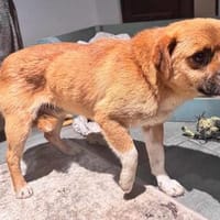 Pino, angefahren, aber gibt nicht auf, Hund zur Adoption