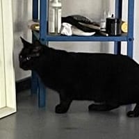 Gina sucht ein ruhiges, liebevolles Zuhause, Katze zur Adoption