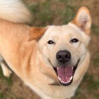 GOLDY -freundlich verschmust verträglich, Hund zur Adoption