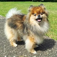 Lui - ist intelligent&aktiv, Hund zur Adoption