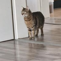 Kimbo m~ 14 Monate, Kater zur Adoption