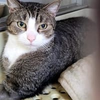 Billy, Kater zur Adoption