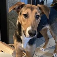 Rohdiamant - Wer hebt sein Potenzial?, Hund zur Adoption