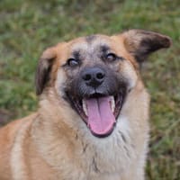 DUNA  Gute-Laune-Hündin sucht ihre Herzensmenschen, Hündin zur Adoption