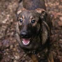 DUKE  Junger, lieber Rüde sucht seine Menschen, Hund zur Adoption