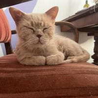 Ilya sucht liebevolle Dosenöffner, Kater zur Adoption