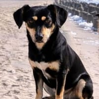 Klein Yaya ist unternehmungslustig, pfiffig und lieb!, Hündin zur Adoption