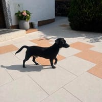 CHARLIE - Nähe und Zuneigung täglich genießen, Hund zur Adoption