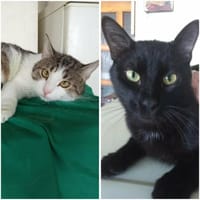 Herzensbrecher suchen ihr Für-Immer-Zuha, Kater zur Adoption